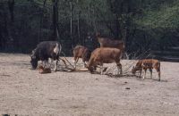 Bali cattle, Gayal, Gaur, Java cattle