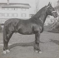 German riding horse, Holstein horse Gemmi
