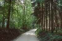 Contrasting forest types - laumic forest and off-site coniferous forest.