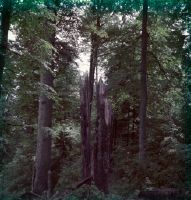 Remnant of primeval forest in Beskydy near Vlcina