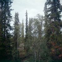 Column spruce near Kuusamo