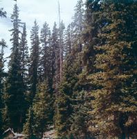 Colorado, Abies lasiocarpa and Picea Engelmannii on Berthoud Pass, 3300 m. a.s.l.