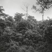 Plantations en layon, liana tangle in failed plantation, Mayumbe, Congo Belge.