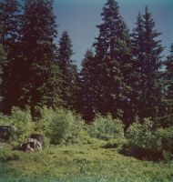 Natural spruce forest of les Pontets near Les Avants