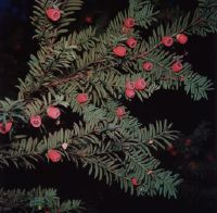 Yew with "berries