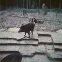 Wildpark Langenberg, wild boar
