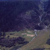 Kippler forest with avalanche damage