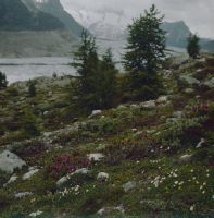 Pioneer forest on the Aletsch glacier
