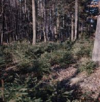 Spruce regeneration in dept. 8, training forest