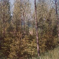 ETH teaching area, dept. 62 Müli, poplar crop with spruce secondary stand
