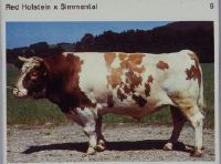 Untitled, Red Holstein x Simmental, Red Holstein x Simmental