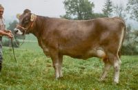 New bulls: Category IV B, Asco daughter Irona