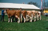 Simmental (RC 60 and 70), daughter group of the BEA exhibition 1987
