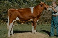 Red Holstein young bulls, formation-ET