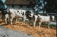 Alp trials, Chamau: cows and calves