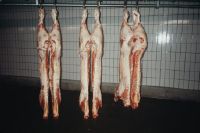 Dissect cutting: meatiness / EUROP, brown(cattle)