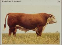 Untitled: Various breeds of cattle, American Hereford