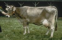 Previous bulls: Category IV A, Farmer daughter Maedi