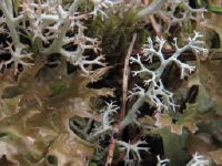 Val S-charl, lichens