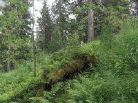 Versatile mountain forest of high natural value