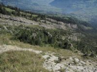 Goldau landslide, glide path with loose pine forest