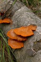 Centovalli, fungus on lying dead wood