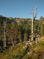 Entlebuch, Gross Entlental, Rosswängen, mountain pine swamp forest with deadwood