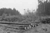 North Bohemia, dead forests