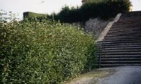 Grosssedlitz, stairs to the potager, Cornus hedge
