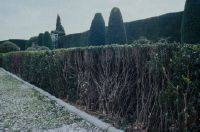 Settignano, Gamberaia, hedge pruning