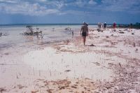 NW Andros coast, intertidal muds with young Mangroves (roots)