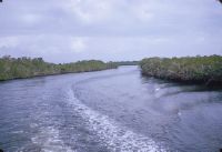 Tidal channel in mangrove swamp, Florida Keys