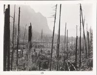 Snoqualmie, deforested forest with charred logs