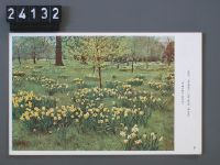 Kew, Daffodils, Royal Botanic Gardens