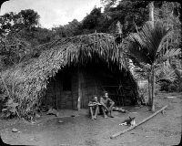 Ajom -hut with sago palm roof, Ramu valley, Atemble