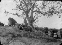 Ficus on granite, La Venta