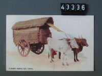 Ceylon, Double Bullock Cart