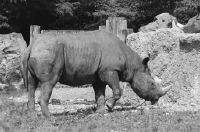 Zoo aperitif, rhinoceros Kifaru