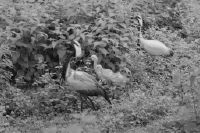 Zurich, zoo, maiden cranes with young