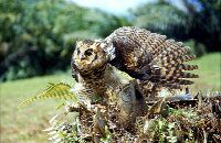 Eagle owl defends its young in a clearing of Congo forest near Utu