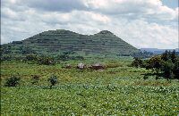 Batata fields near Kisoro, Uganda, strip cropping on volcanic slope