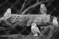 Zurich Zoo, Owls