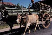 Taunggyi, ox cart with bamboo