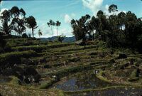 Celebes, rice terraces with boulders above Rantepao