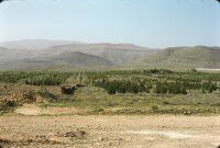 30 km north of Shiraz, reforestation