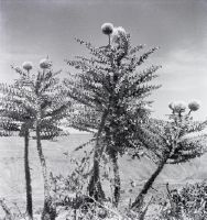Lobelia species with 3 m high inflorescence on high plateau of Abyssinia