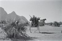 Loaded camel near Kassala