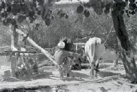 Oxen team at a well