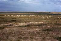 Flock of sheep, marshy lowland + geese