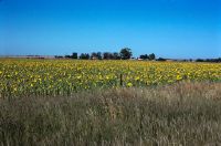 Christiana, sunflower field